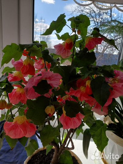 Дельфиниум Новозеландский, махровый, низкорослый