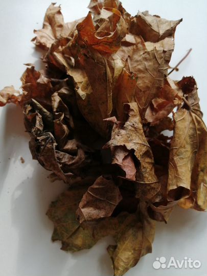 Листовой опад для улиток