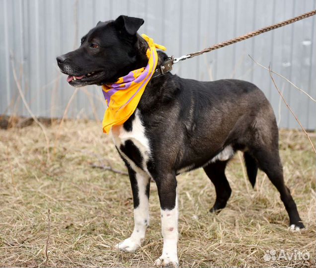 Собака в добрые руки