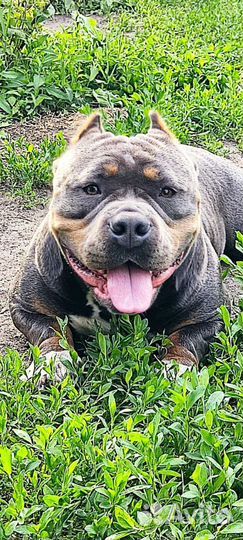 Американский булли покет вязка