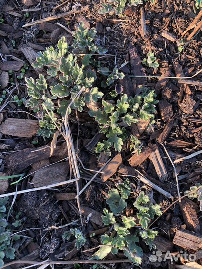 Хризантема кустовая