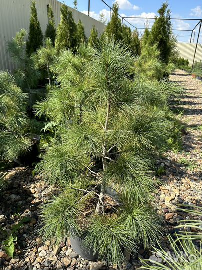 Саженцы сибирского кедра