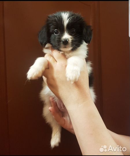 Щенки папийона 5 месяцев