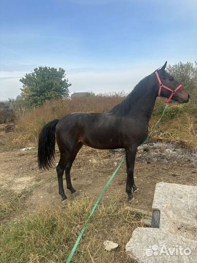 Английский жеребец