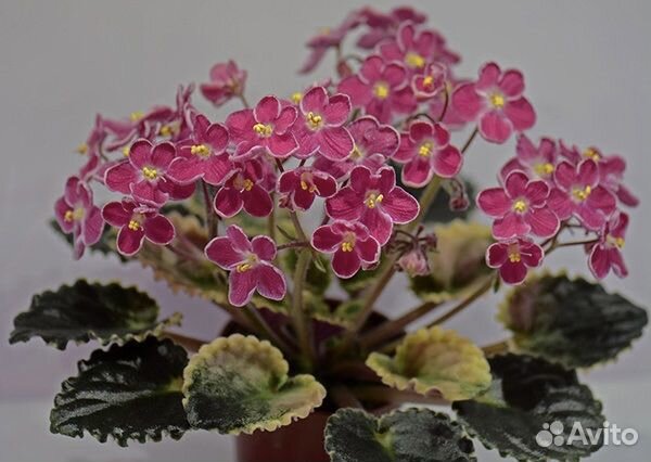 Фиалки сортовые