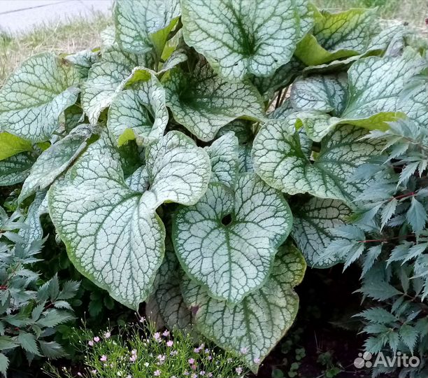 Многолетники