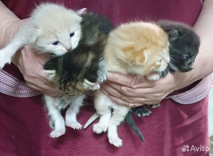 Котята в добрые руки 50р