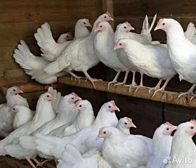 Куры несушки