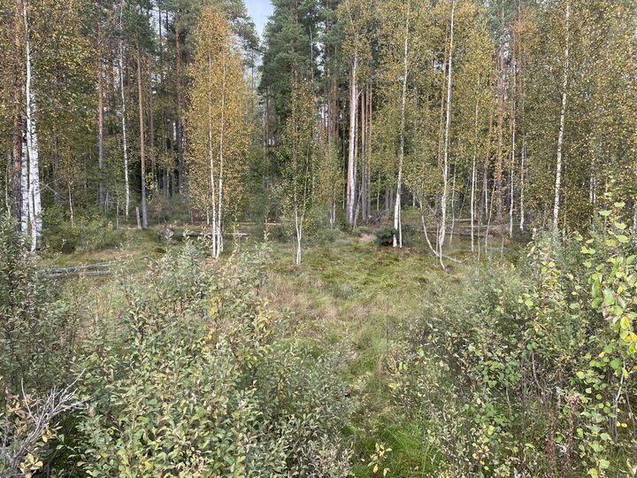 Участок 10 сот. (СНТ, ДНП)