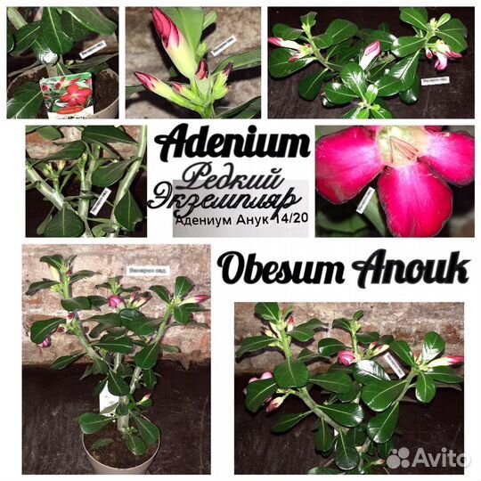 Хойя/стефания/адениум/дисхидия/Стефанотис/афеландр