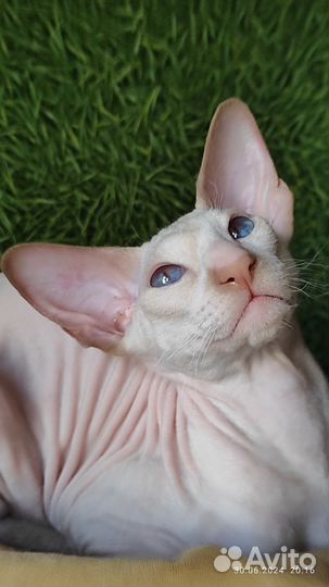 Петерболд кот