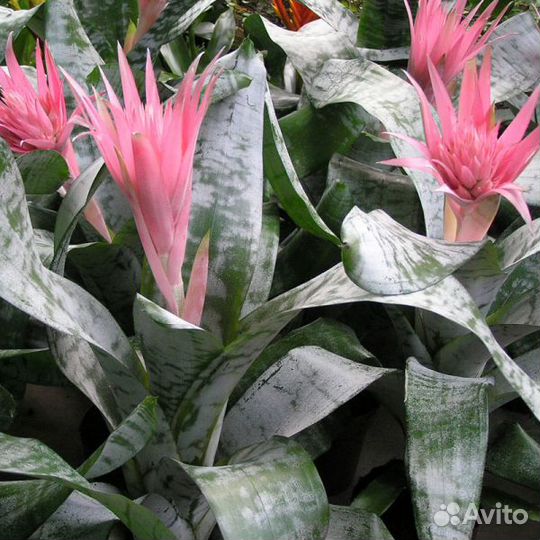 Эхмея полосатая