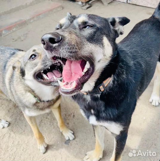 Боне очень нужен дом