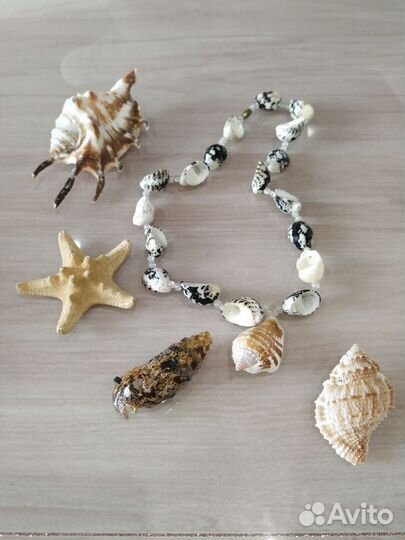 Морские ракушки морская звезда