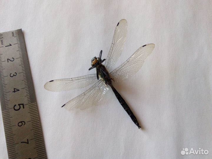 Стрекоза сухая