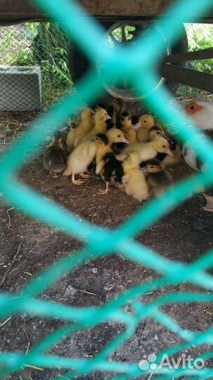 Индоутята тяжелой линии