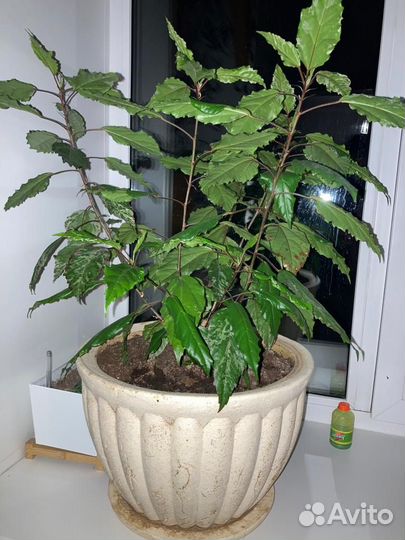 Комнатные растения разные цветы