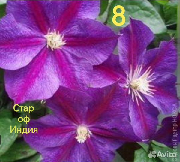 Клематисы 3группа обрезки