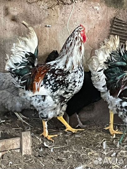 Молодые петухи
