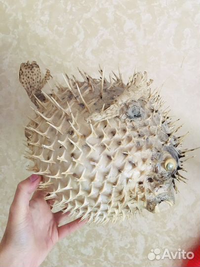 Чучело рыба шар