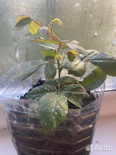 Собственно-корневая роза WOW