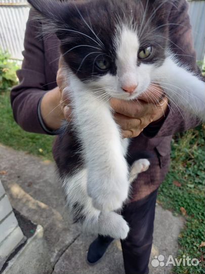 Котёнок в добрые руки