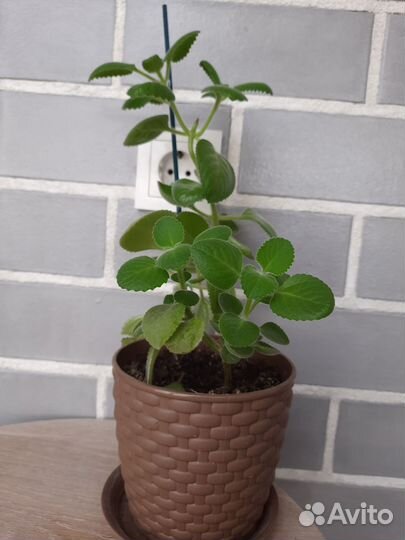 Мята комнатная