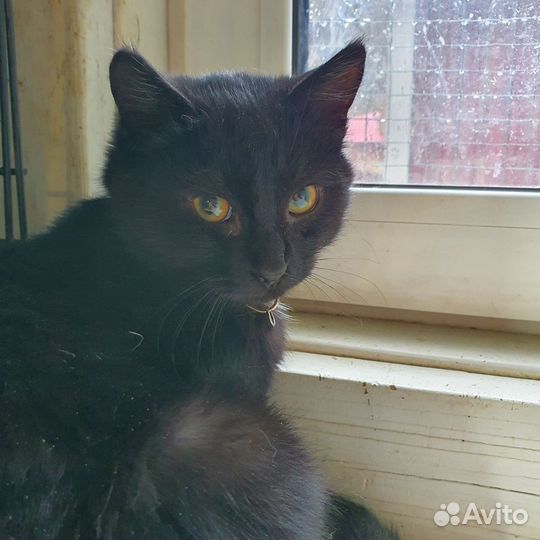 Котёнок черный 4 месяца