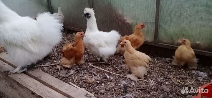 Цыплята карликового Кохинхина. Молодые Индоутки