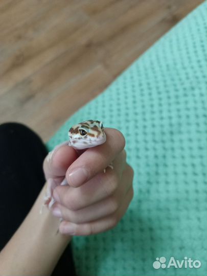 Передержка рептилий