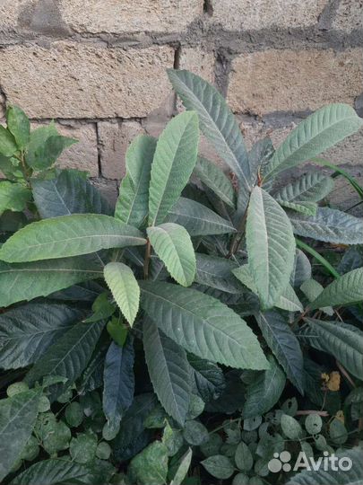 Саженцы мушмулы