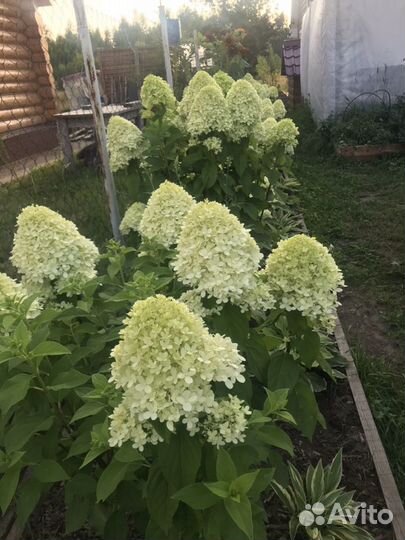 Продам гортензии грандифлора