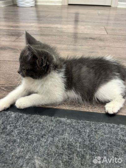 Отдам котёнка в добрые руки