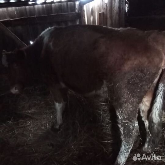 Телки на мясо