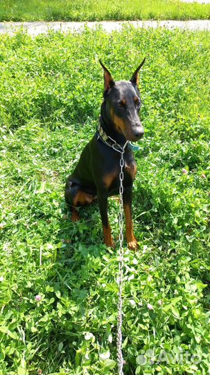 Доберман вязка
