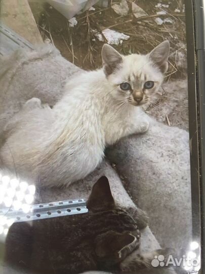 Отдам котика в добрые руки