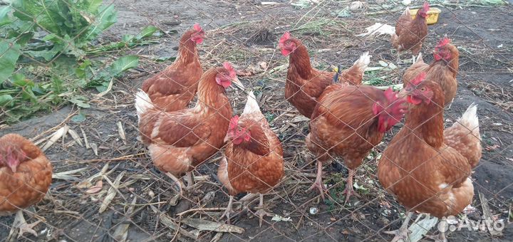 Куры несушки молодки
