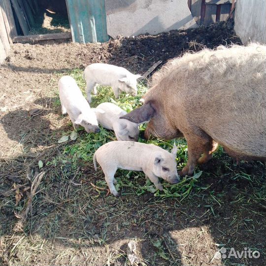 Поросята