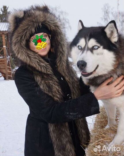 Волкошапка (зверошапка) цвет Динго