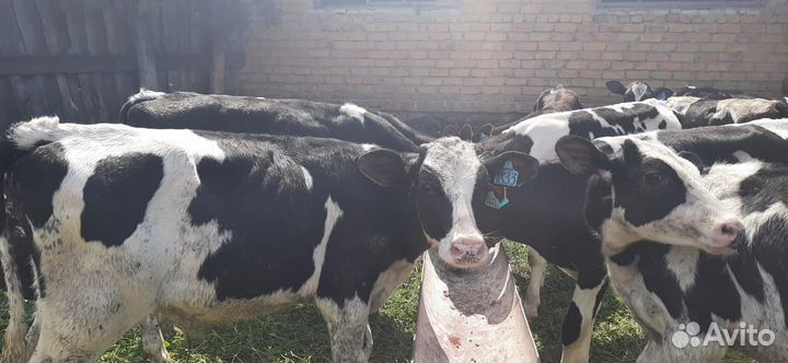 Бычки телята телки