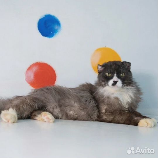 Кот Том в добрые руки