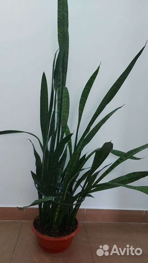 Сансевиерия