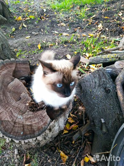 Котята в добрые руки бесплатно