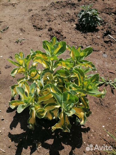 Злаки, очитки, молодило