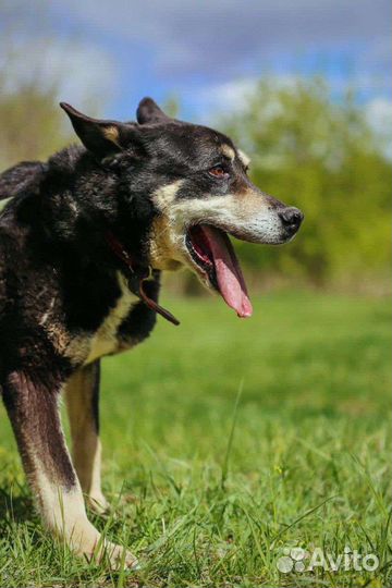 Собаки бесплатно в добрые руки