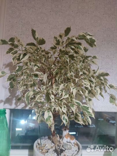 Фикус бенджамина