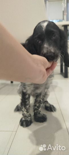 Русский спаниель щенок девочка