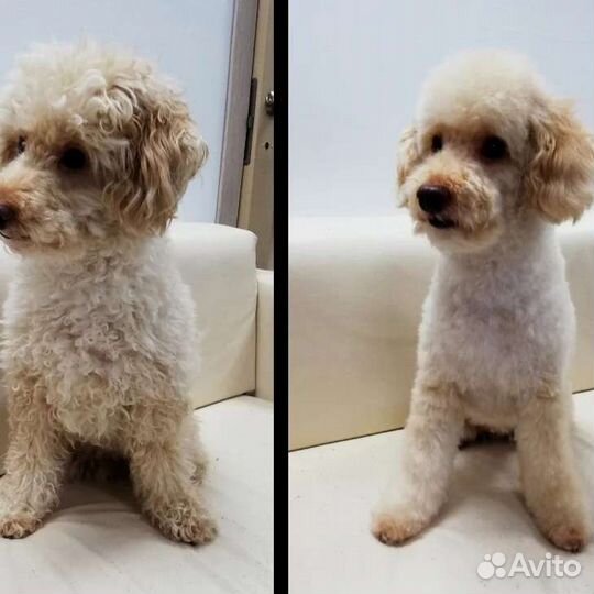 Стрижка кошек и собак