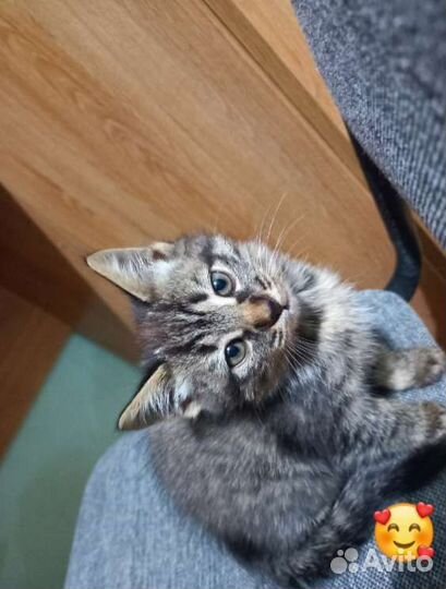 Котята-полукровки в добрые руки