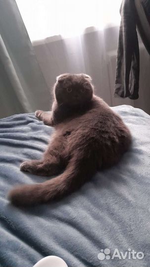 Шотландская кошечка в добрые руки